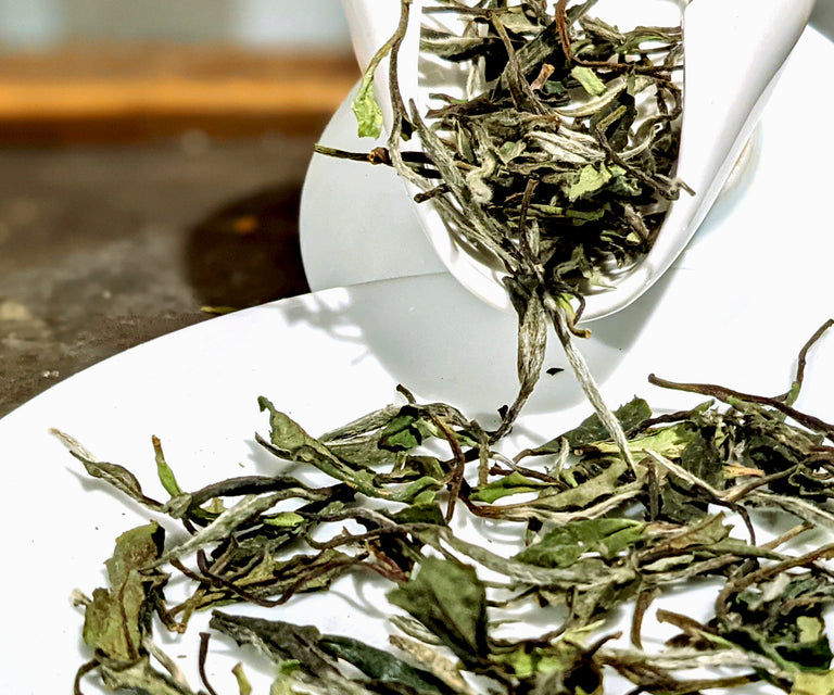 White Peony Tea